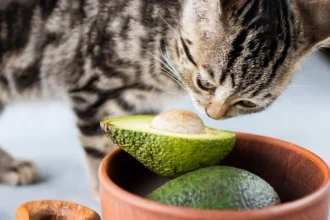can cats eat avocado